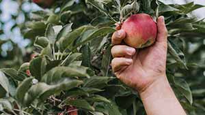 El Correo: La manzana se suma a la actividad agroindustrial de Miranda